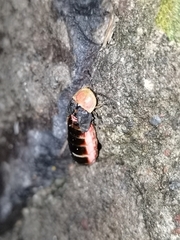Photinus