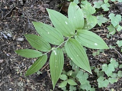 Streptopus lanceolatus