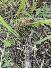 Hamatocactus setispinus