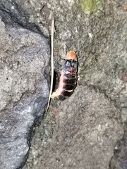 Photinus