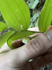 Streptopus lanceolatus