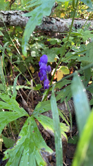 Aconitum delphiniifolium