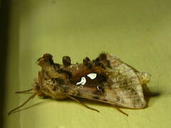 Autographa bimaculata