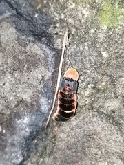 Photinus