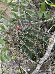 Hamatocactus setispinus