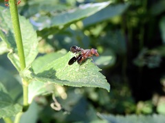 Delphinia picta