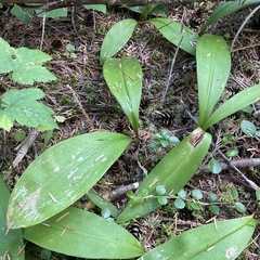 Clintonia uniflora