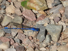 Argia