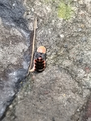 Photinus