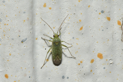 Orthotylus