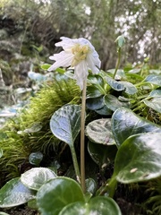 Shortia rotundifolia