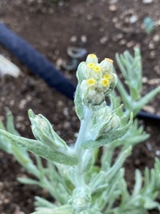 Pseudognaphalium stramineum