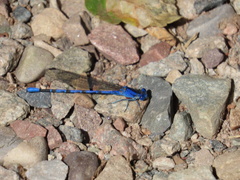 Argia