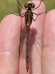 Sympetrum rubicundulum