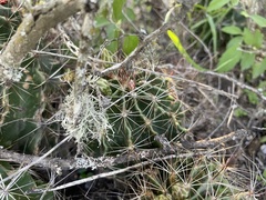 Hamatocactus setispinus