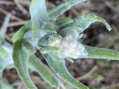 Pseudognaphalium stramineum