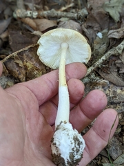 Phalloideae