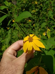 Helianthus tuberosus
