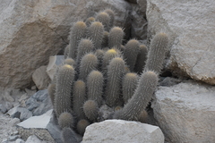 Haageocereus pseudomelanostele