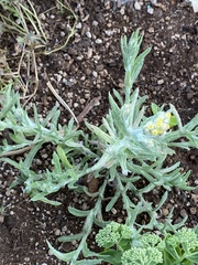 Pseudognaphalium stramineum