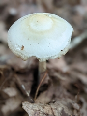 Phalloideae