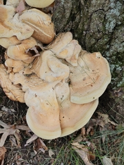 Bondarzewia berkeleyi