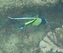 Zanclus cornutus