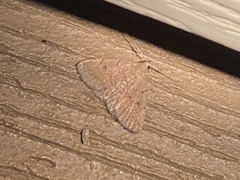 Zanclognatha protumnusalis