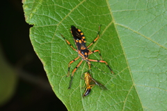 Zelus armillatus