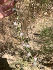 Stephanomeria diegensis