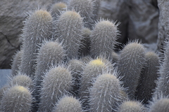 Haageocereus pseudomelanostele