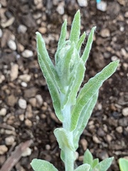Pseudognaphalium stramineum