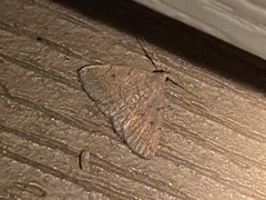 Zanclognatha protumnusalis