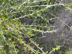 Schaefferia cuneifolia