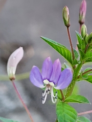 Cleome rutidosperma