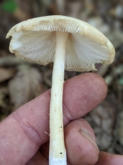 Phalloideae