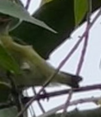 Euphonia hirundinacea
