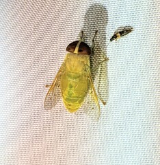 Chlorotabanus crepuscularis