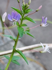 Cleome rutidosperma