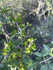 Schaefferia cuneifolia