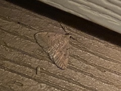 Zanclognatha protumnusalis