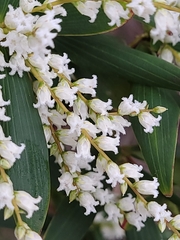 Leucopogon affinis
