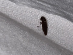 Elateridae
