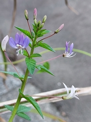 Cleome rutidosperma