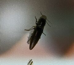 Orthostethus infuscatus