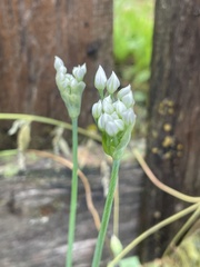 Allium tuberosum
