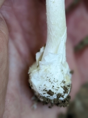 Phalloideae