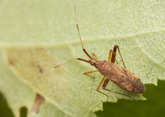 Phytocoris pallidicornis