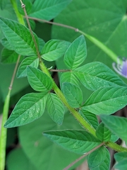 Cleome rutidosperma