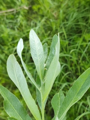 Cirsium arvense vestitum